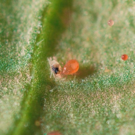 Spical Plus (Neoseiulus Californicus) Contra Araña Roja